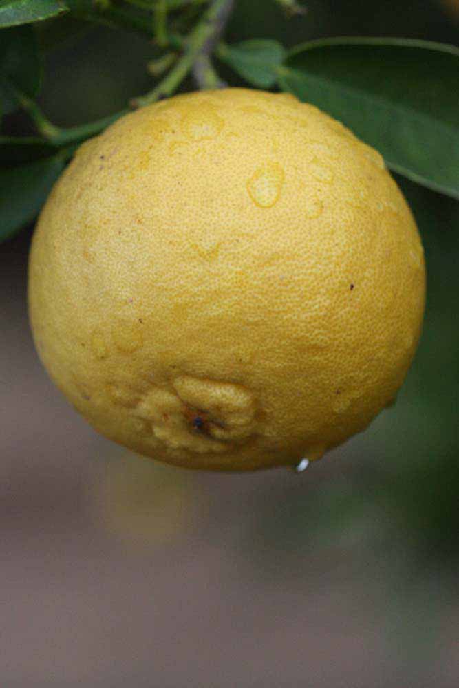              Fruit (Riverside, CA)       